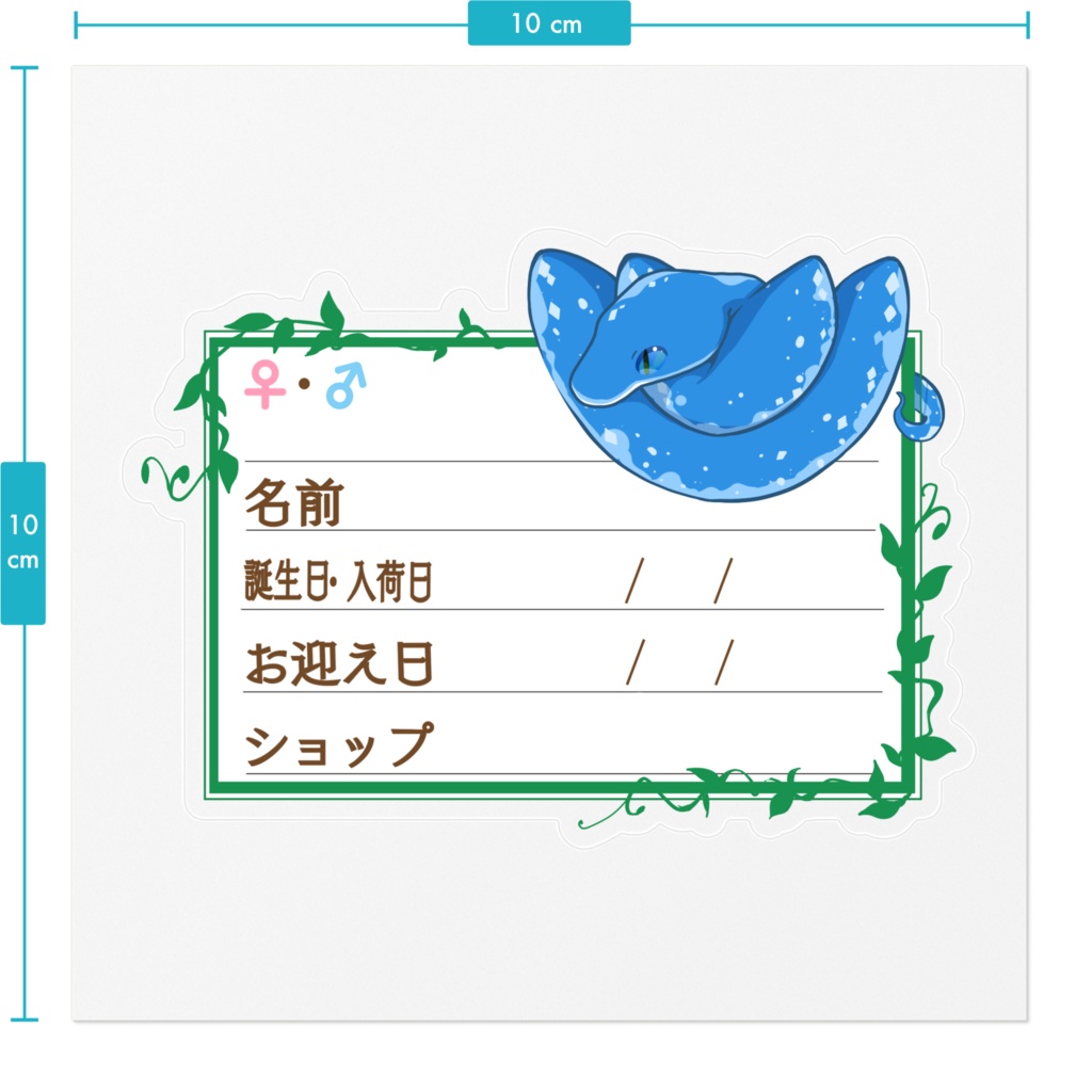 ãðãååã¹ããã«ãŒãæ 11çš®é¡ ã°ãªã³ãã€(ãã«ãŒã³ã³ãã)