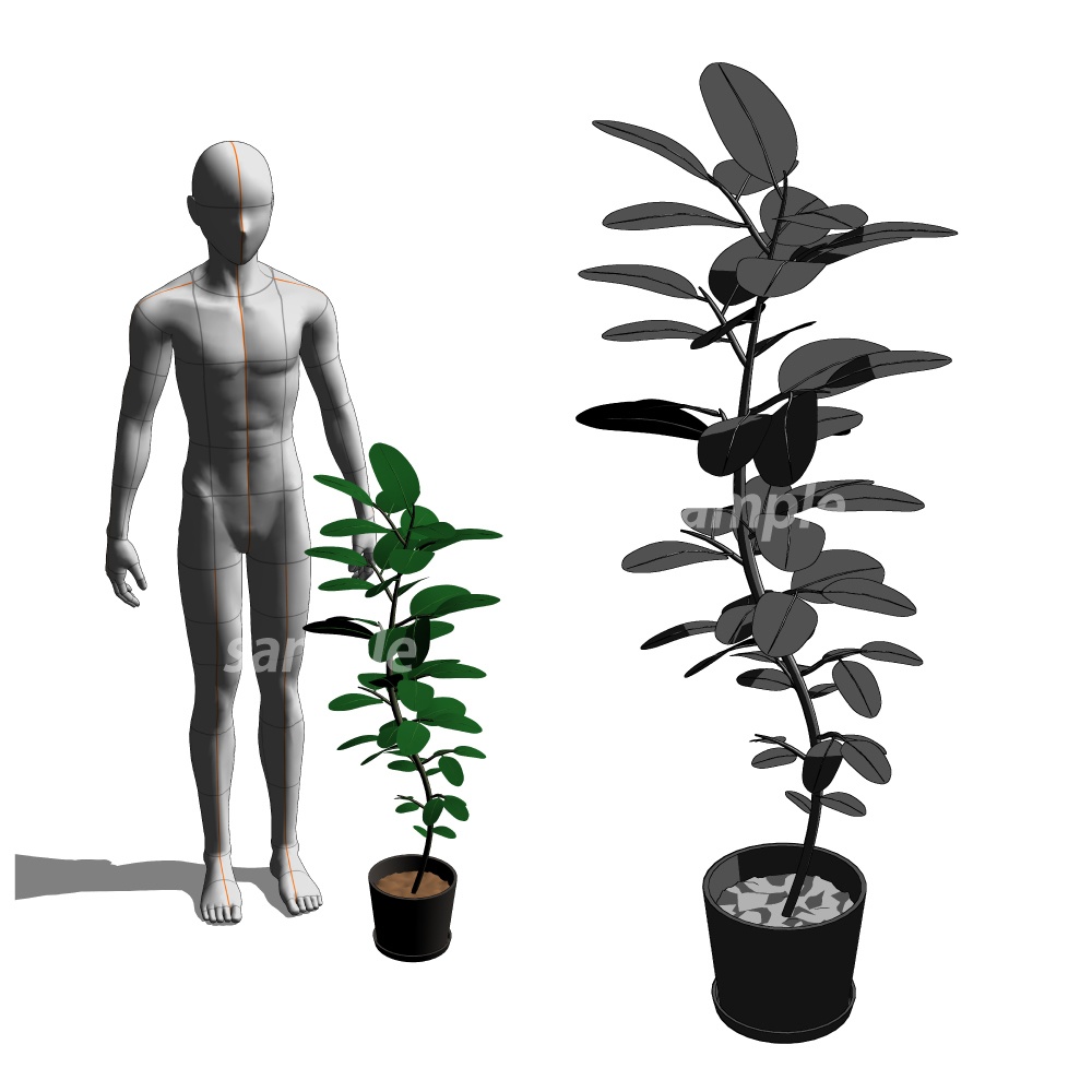 ゴムの木/フィカス/観葉植物