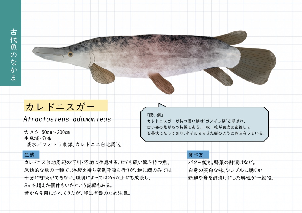 フォドラの食用魚図鑑(増補改訂版)