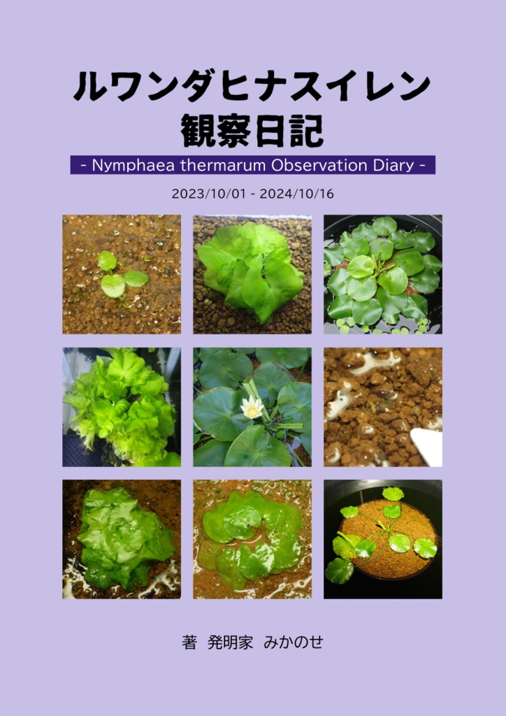 ルワンダヒナスイレン観察日記 - Nymphaea thermarum Observation Diary -