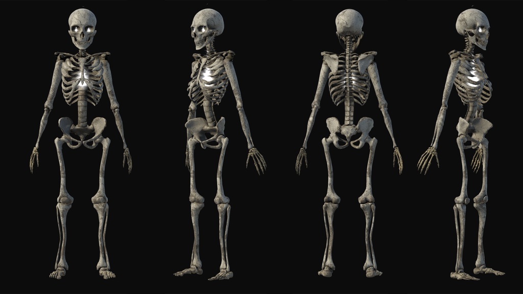 【無料】スケルトン【3Dモデル】