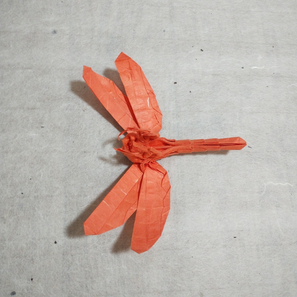 アキアカネの展開図/Autumn darter on CP