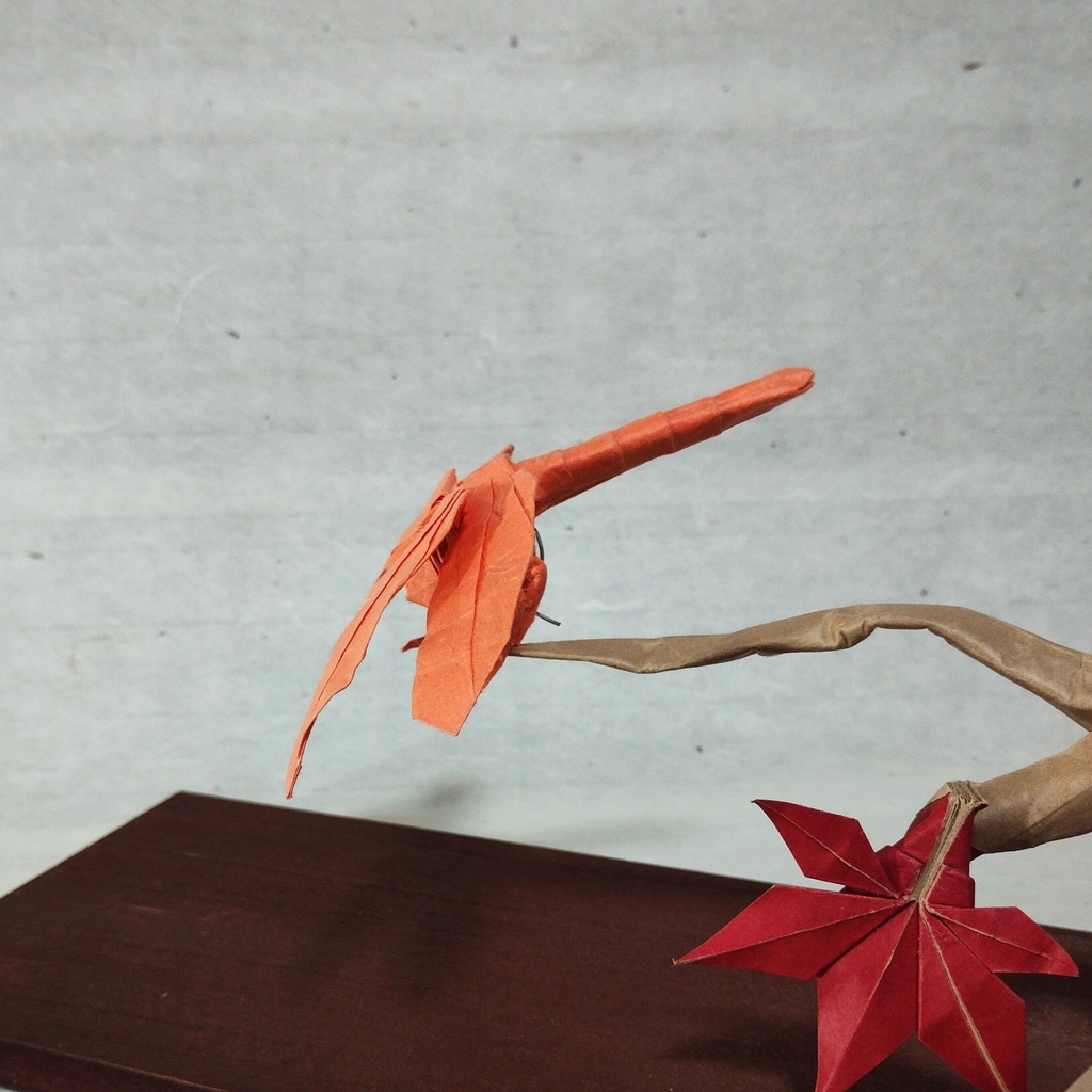 アキアカネの展開図/Autumn darter on CP