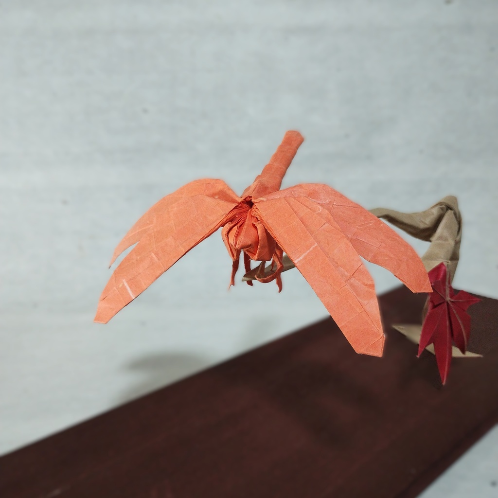 アキアカネの展開図／Autumn darter on CP