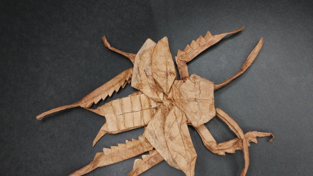 ゴキブリの展開図／Cockroach on CP