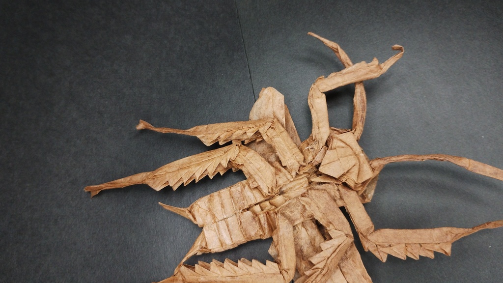 ゴキブリの展開図/Cockroach on CP