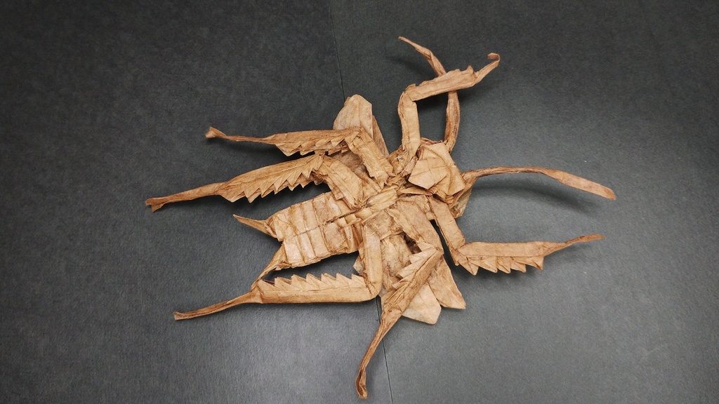 ゴキブリの展開図/Cockroach on CP