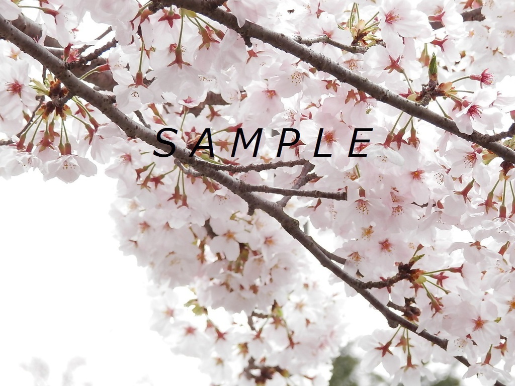 桜詰めました1のサンプル