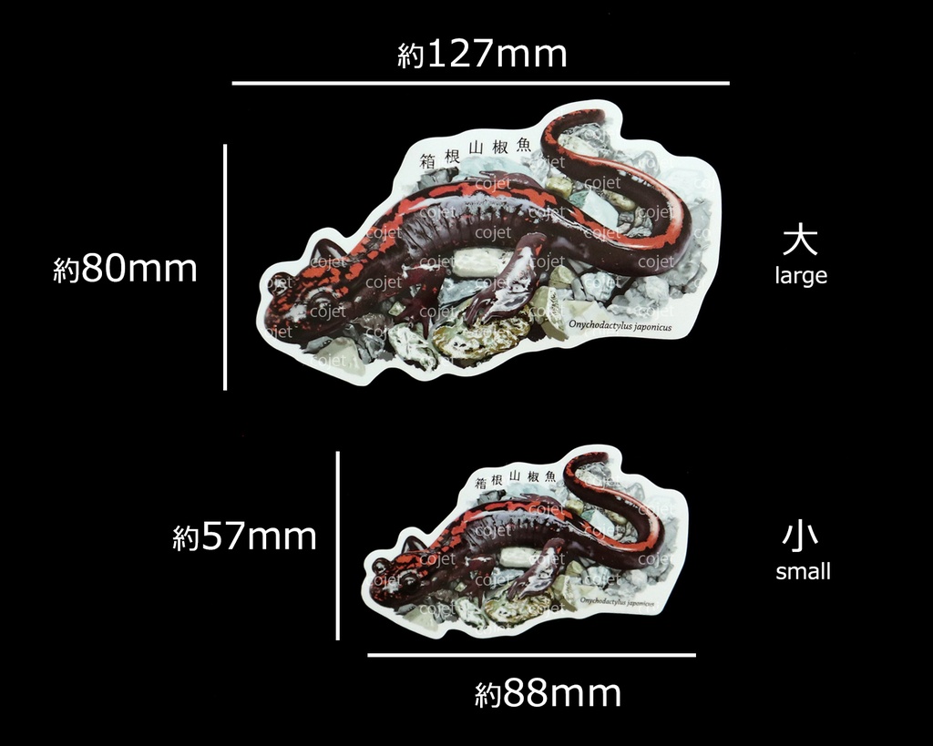 リアル山椒魚ステッカー・箱根山椒魚（ハコネサンショウウオ）