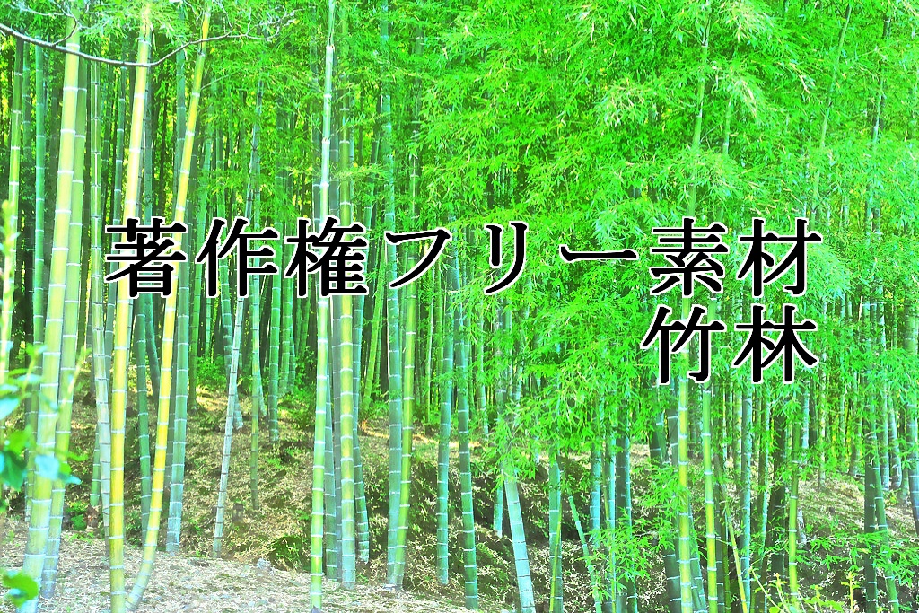 著作権フリー素材（竹林）