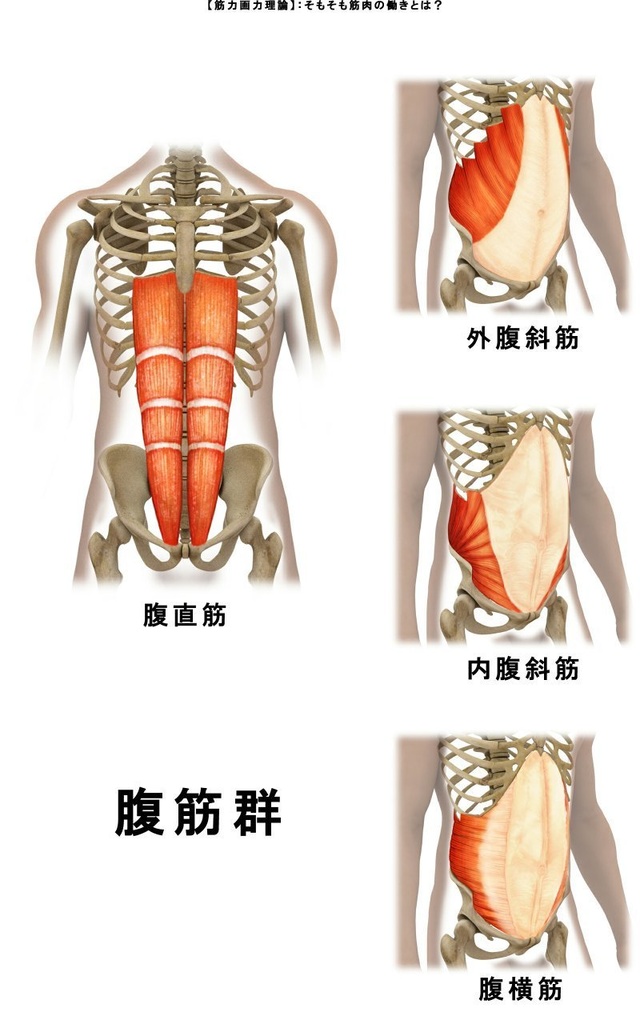 筋力画力理論 第3版 クリスマスセール300円OFF