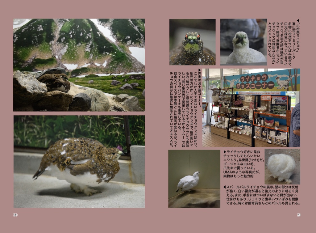 ライチョウを動物園で見る