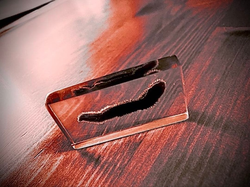 ウミケムシ/海毛虫の標本