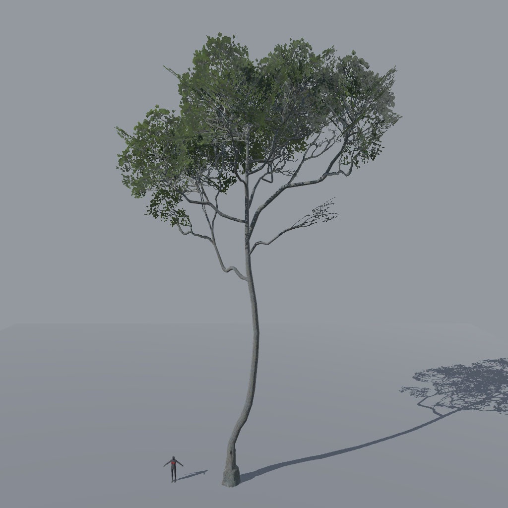 【VRChat想定】アレッポマツ、揺れるシェーダー付き(9点)