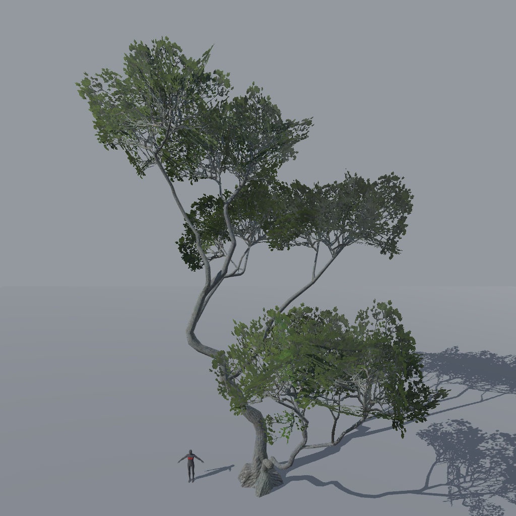 【VRChat想定】アレッポマツ、揺れるシェーダー付き(9点)