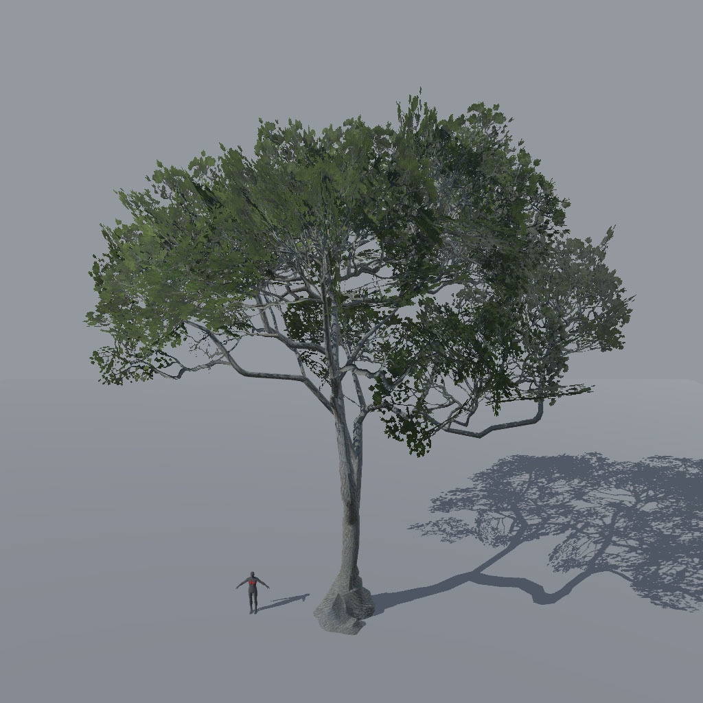 【VRChat想定】アレッポマツ、揺れるシェーダー付き(9点)