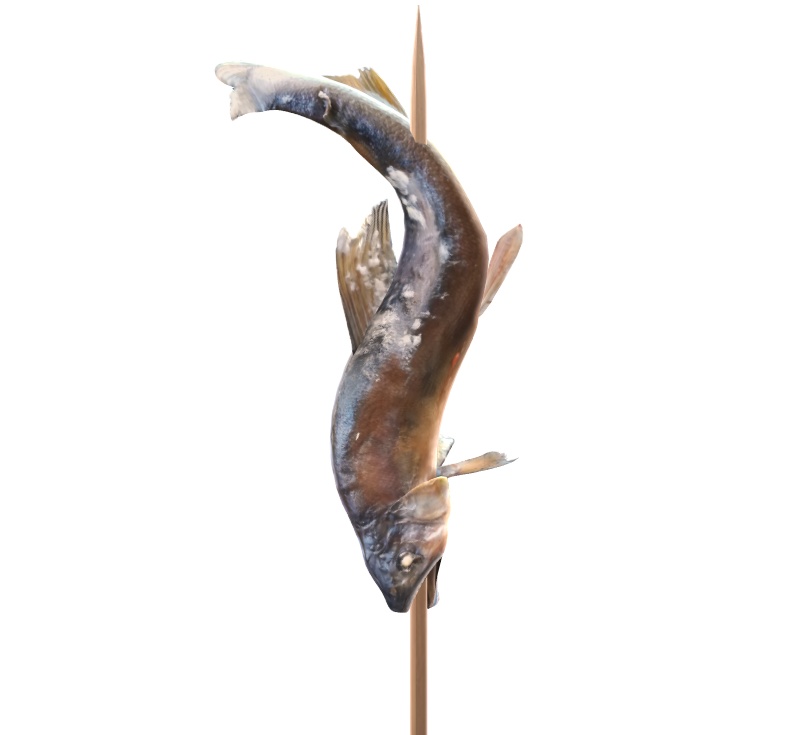 銀獅式鮎の塩焼き_FBX入り
