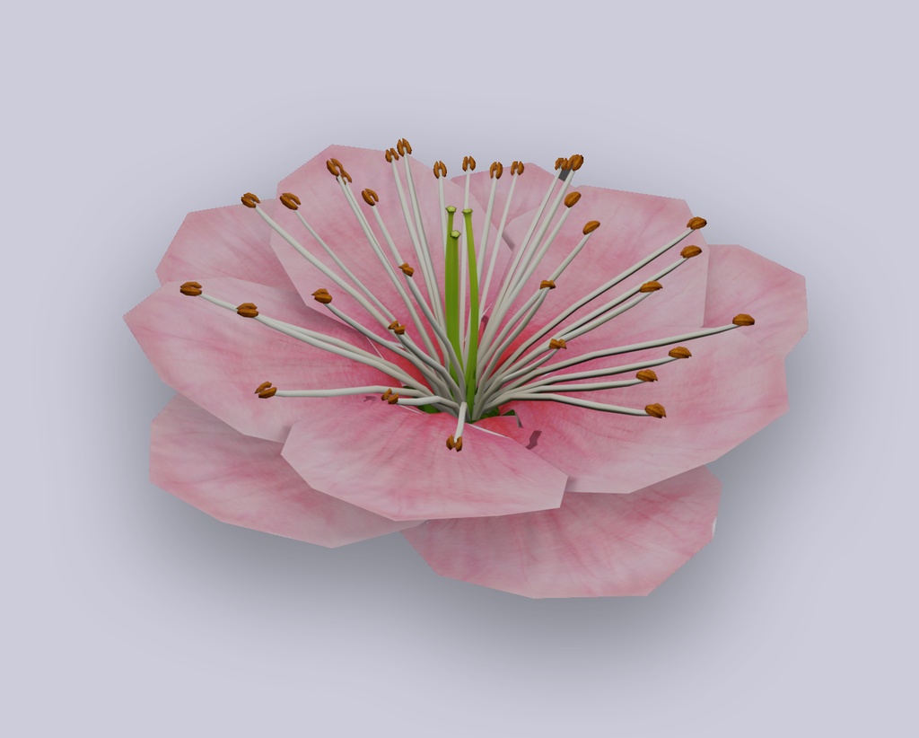 Plumb flower - Low Poly