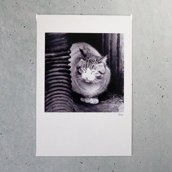 ポストカード_猫B