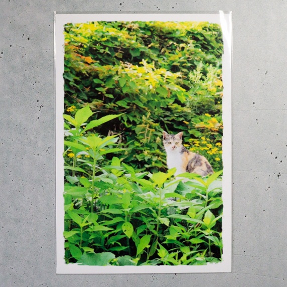 ポストカード_猫C