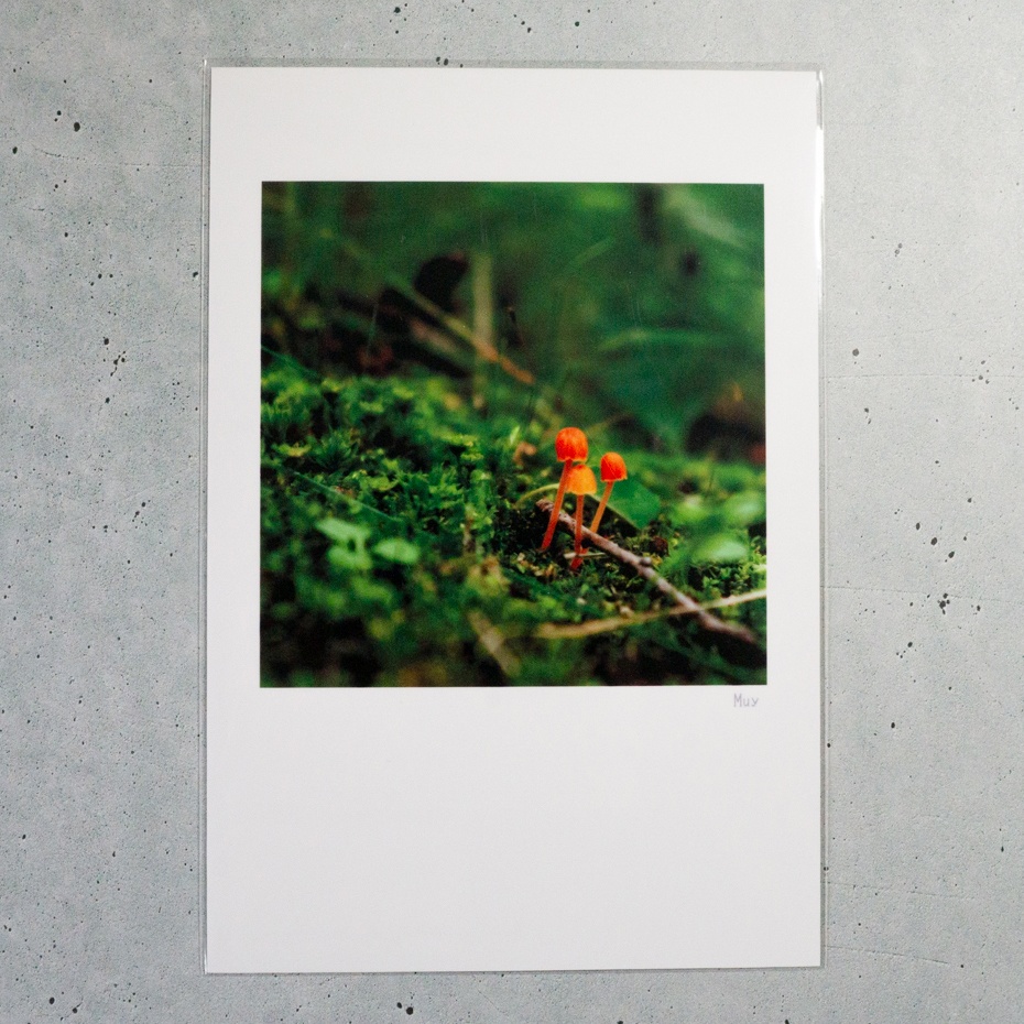 ポストカード_きのこ