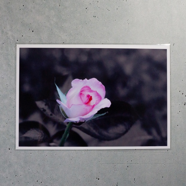 ポストカード_Pink