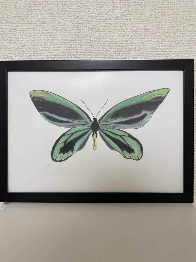 アレクサンドラトリバネアゲハ（色鉛筆画）