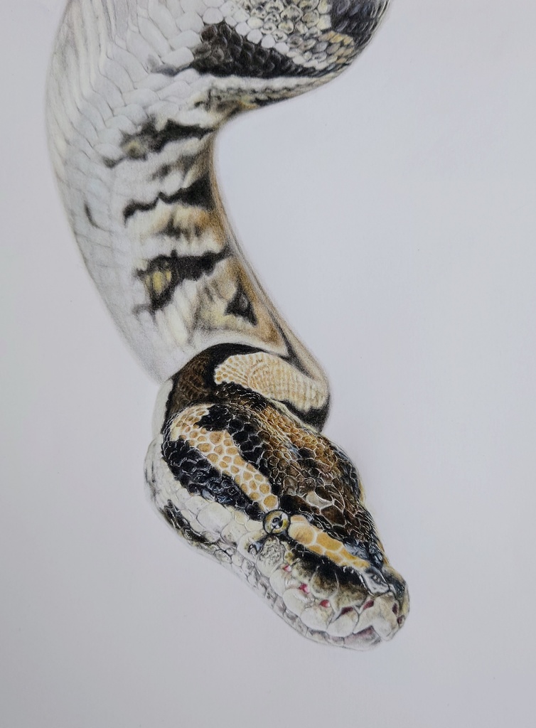 【非売品】摸写 ボールパイソン