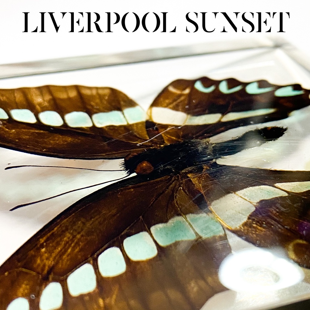 キングスマンGC / 白い部屋