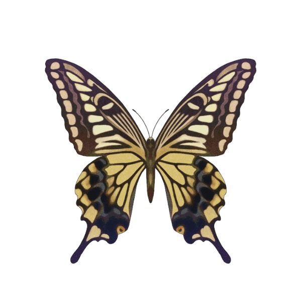 蝶&蛾&サソリ昆虫標本35個集め