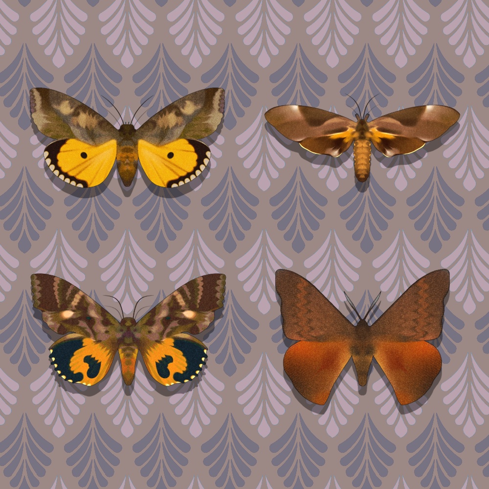 蝶&蛾&サソリ昆虫標本35個集め