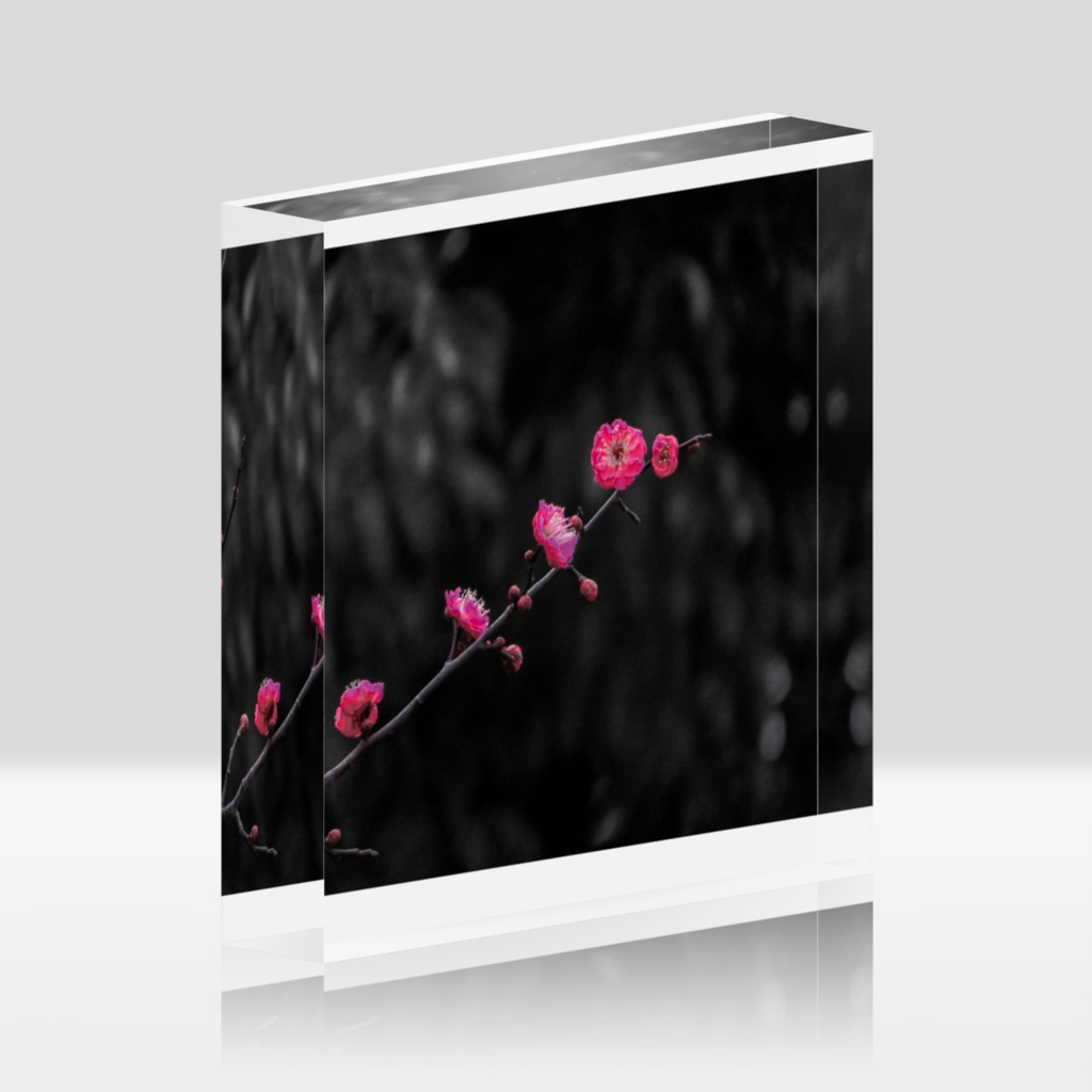 梅の花