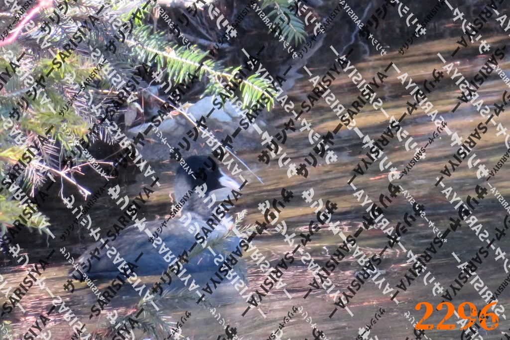 |お友達と行った場所| ~写真たち~