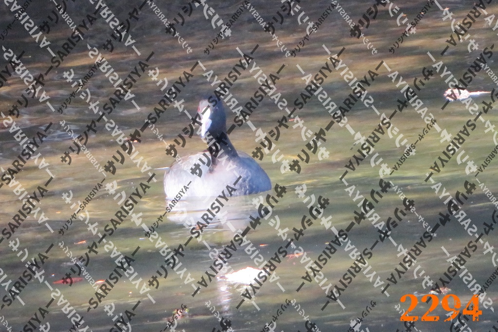 |お友達と行った場所| ~写真たち~