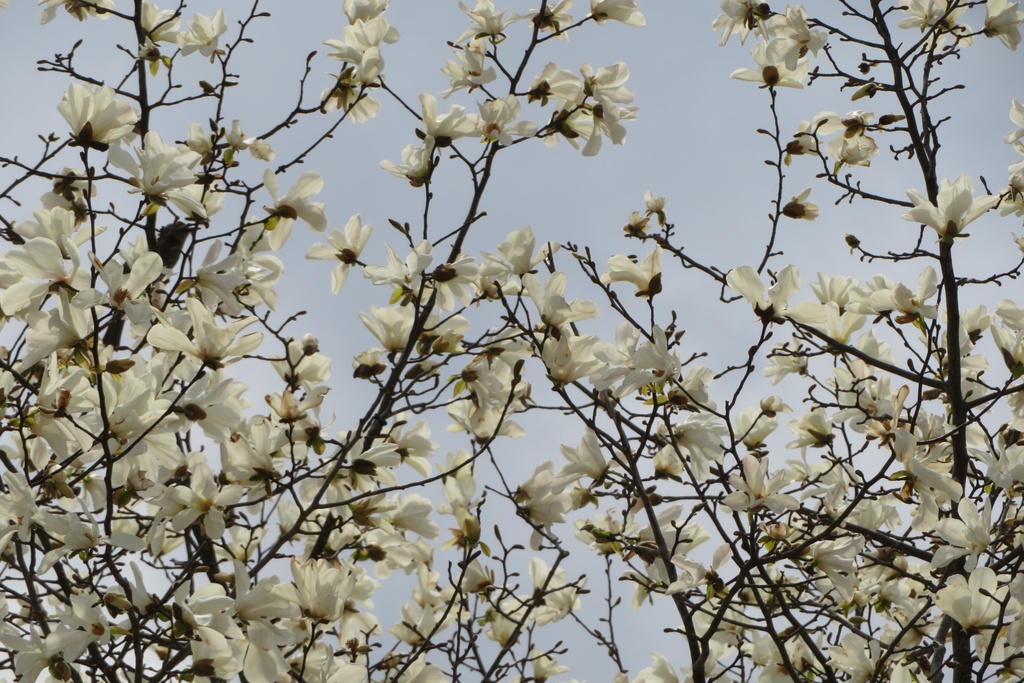 【無料だよ】 撮った場所はバラバラ