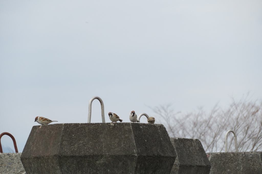 【無料だよ】 撮った場所はバラバラ