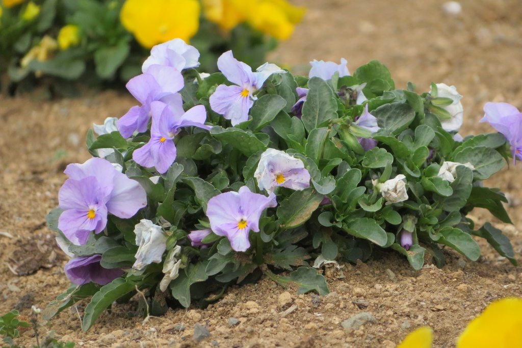 【無料だよ】 撮った場所はバラバラ