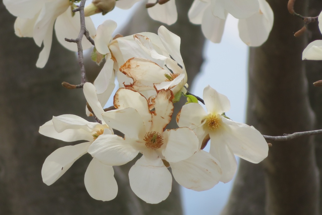 【無料だよ】 撮った場所はバラバラ