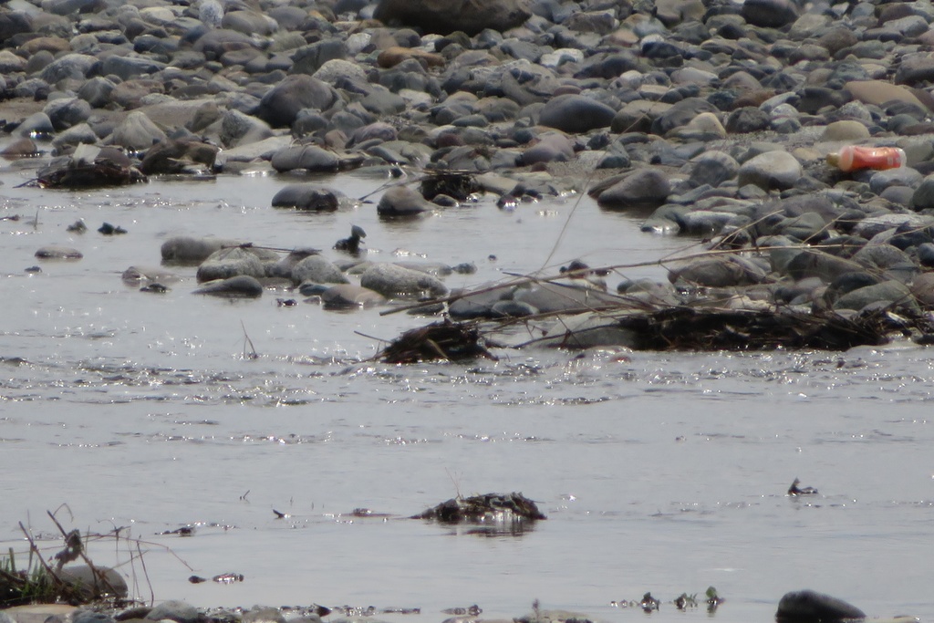 【無料だよ】 撮った場所はバラバラ