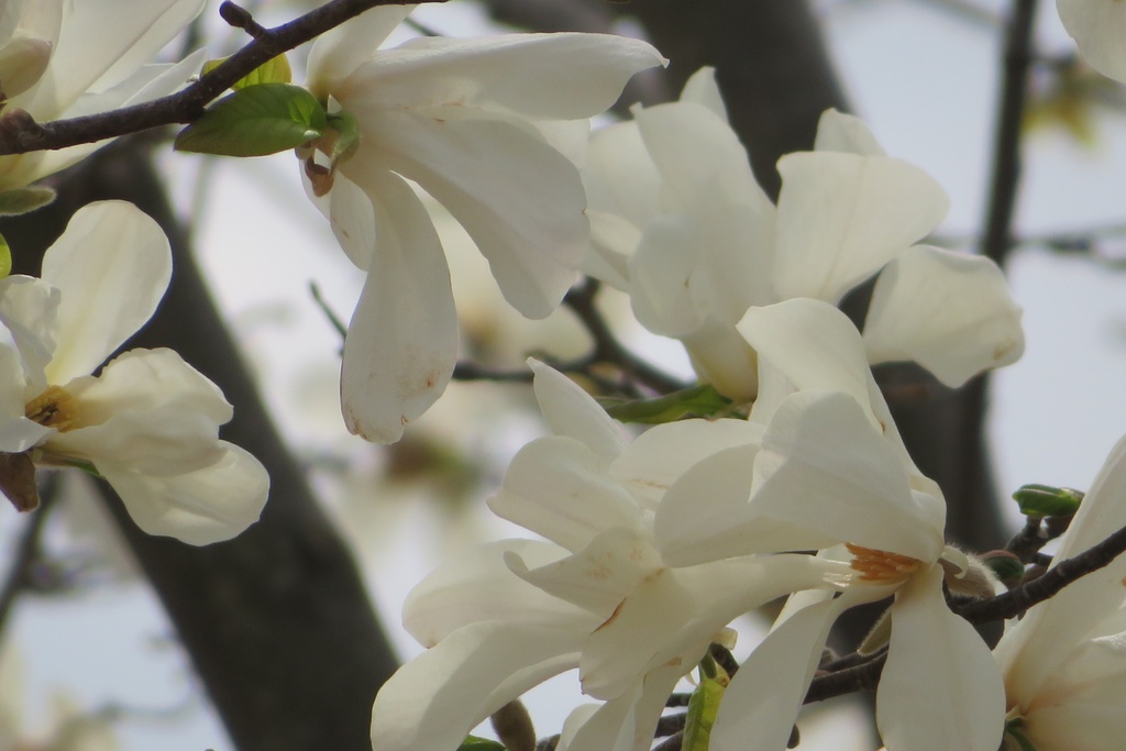 【無料だよ】 撮った場所はバラバラ