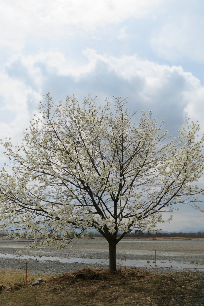 【無料だよ】 撮った場所はバラバラ