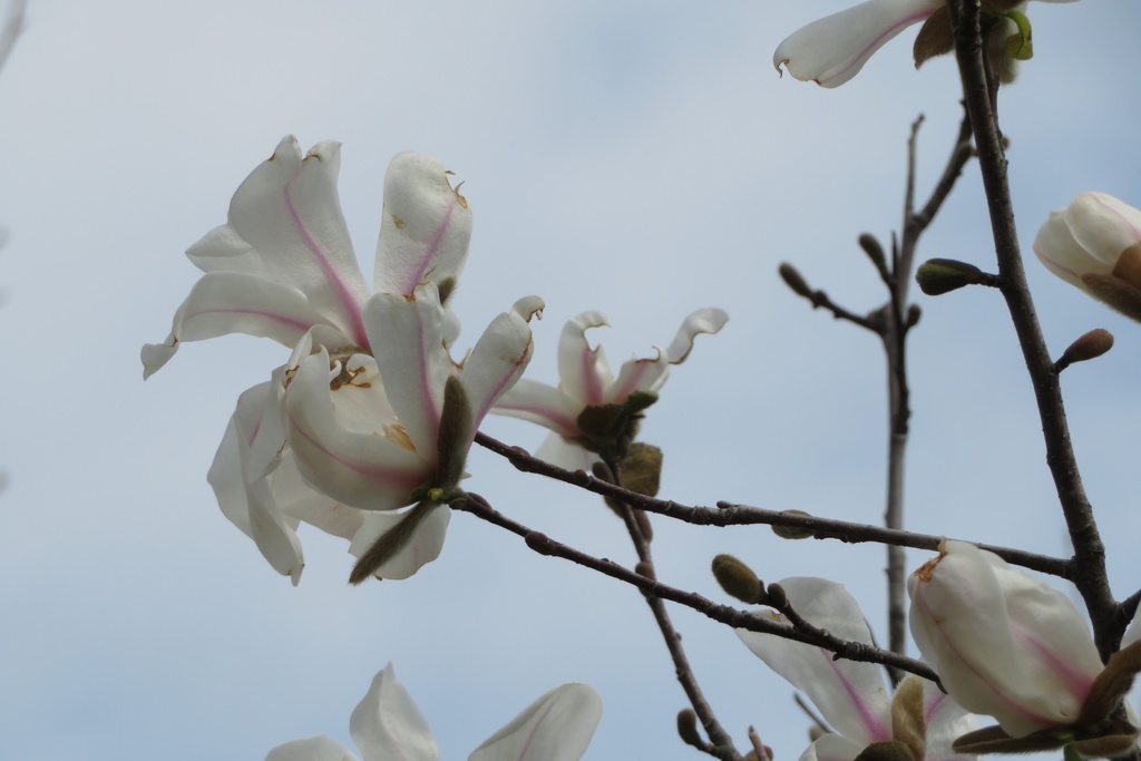 【無料だよ】 撮った場所はバラバラ