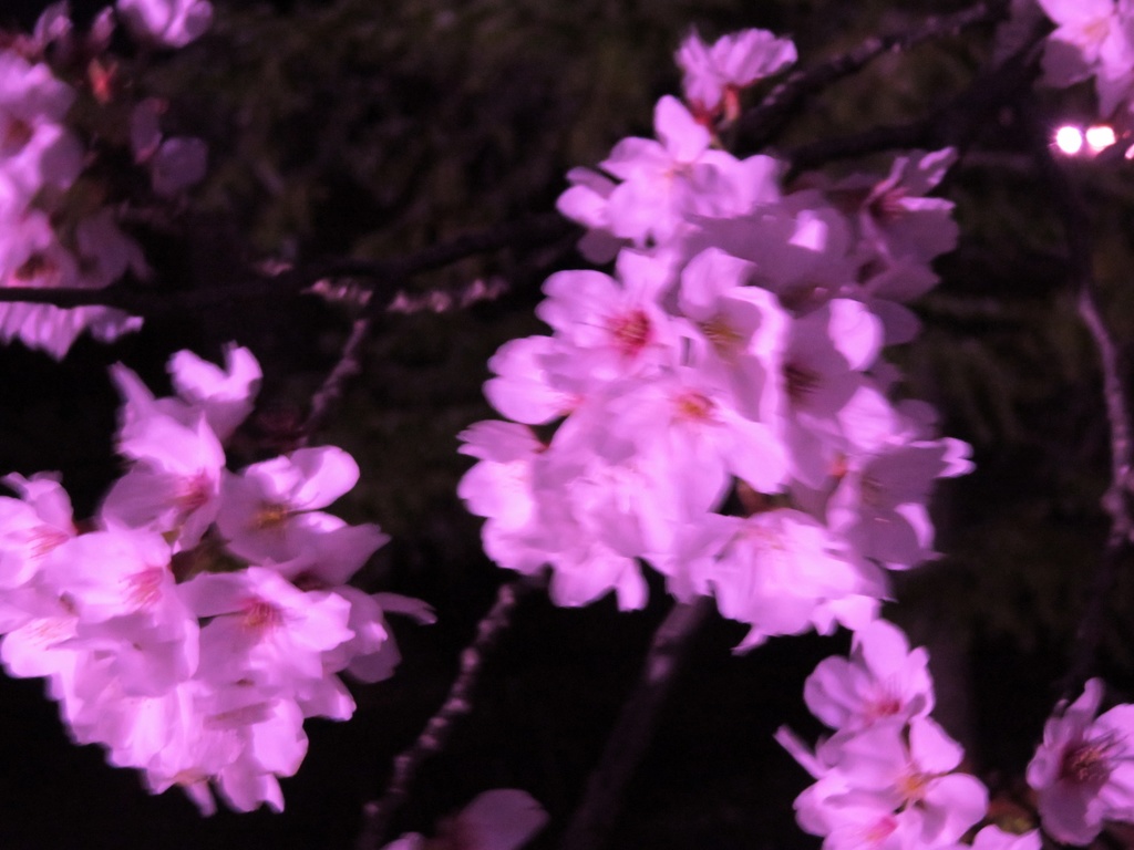 |無料であげる第二弾| 写真たち