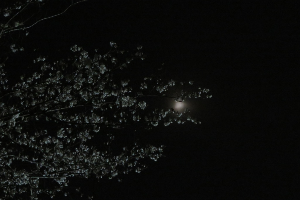 |無料であげる第二弾| 写真たち