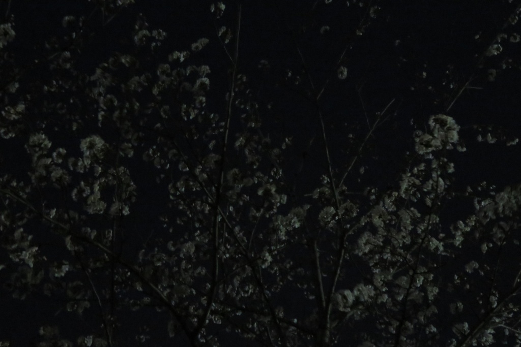 |無料であげる第二弾| 写真たち