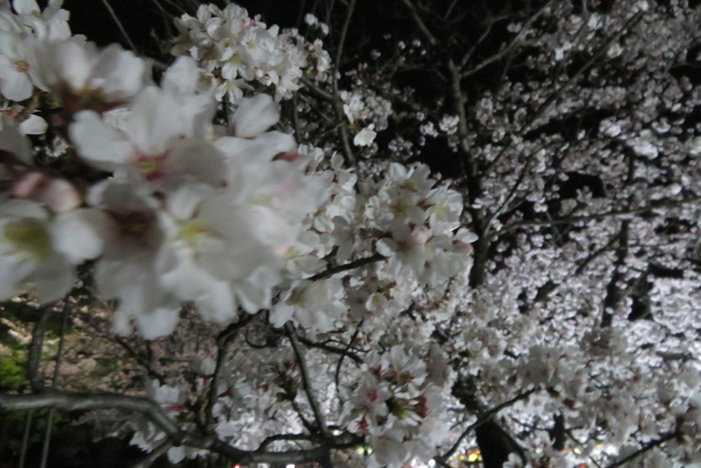 |無料であげる第二弾| 写真たち