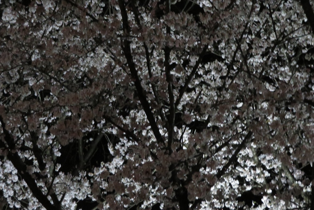 |無料であげる第二弾| 写真たち