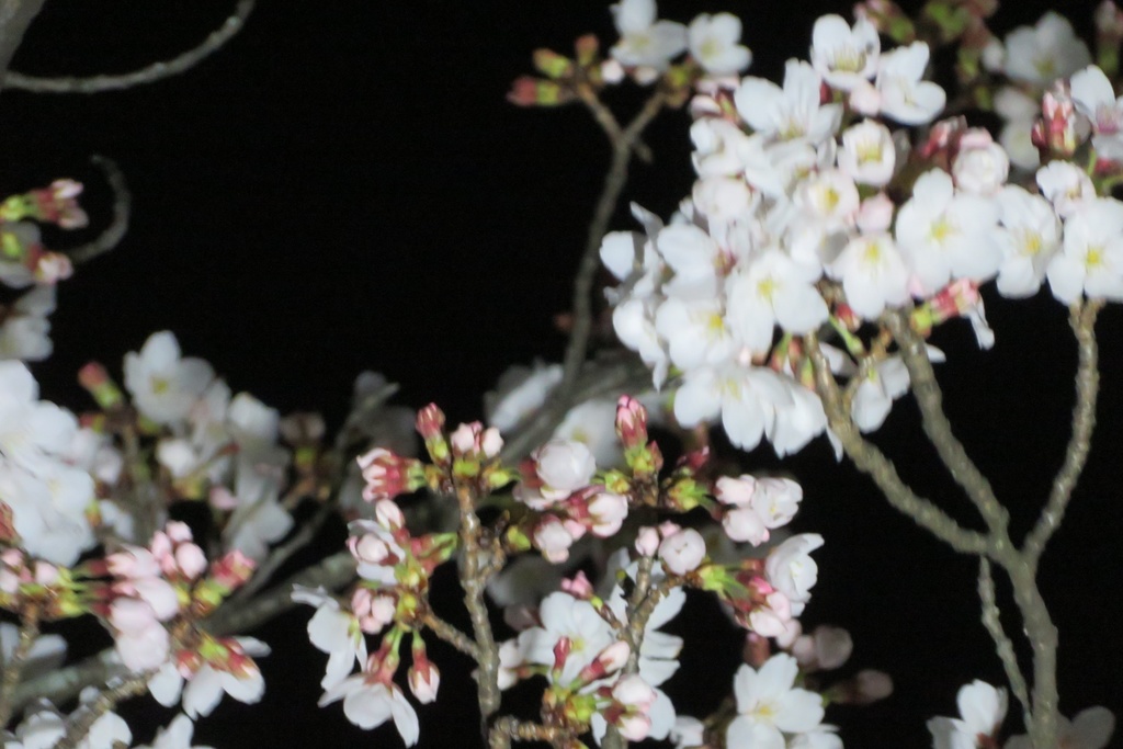 |無料であげる第二弾| 写真たち