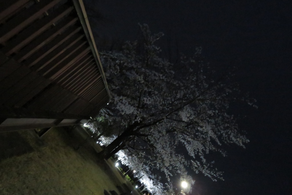 |無料であげる第二弾| 写真たち