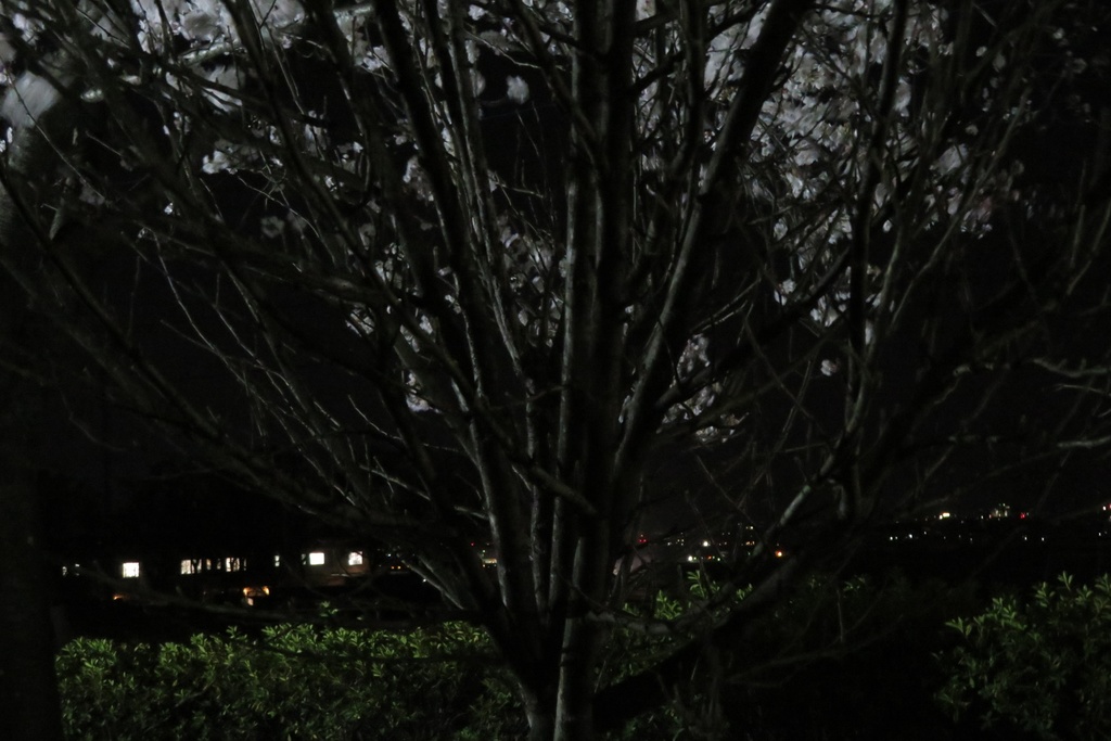 |無料であげる第二弾| 写真たち